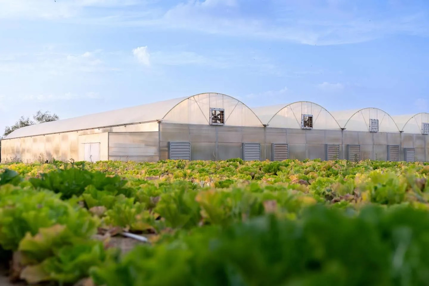 Over 20 Years of Local Expertise