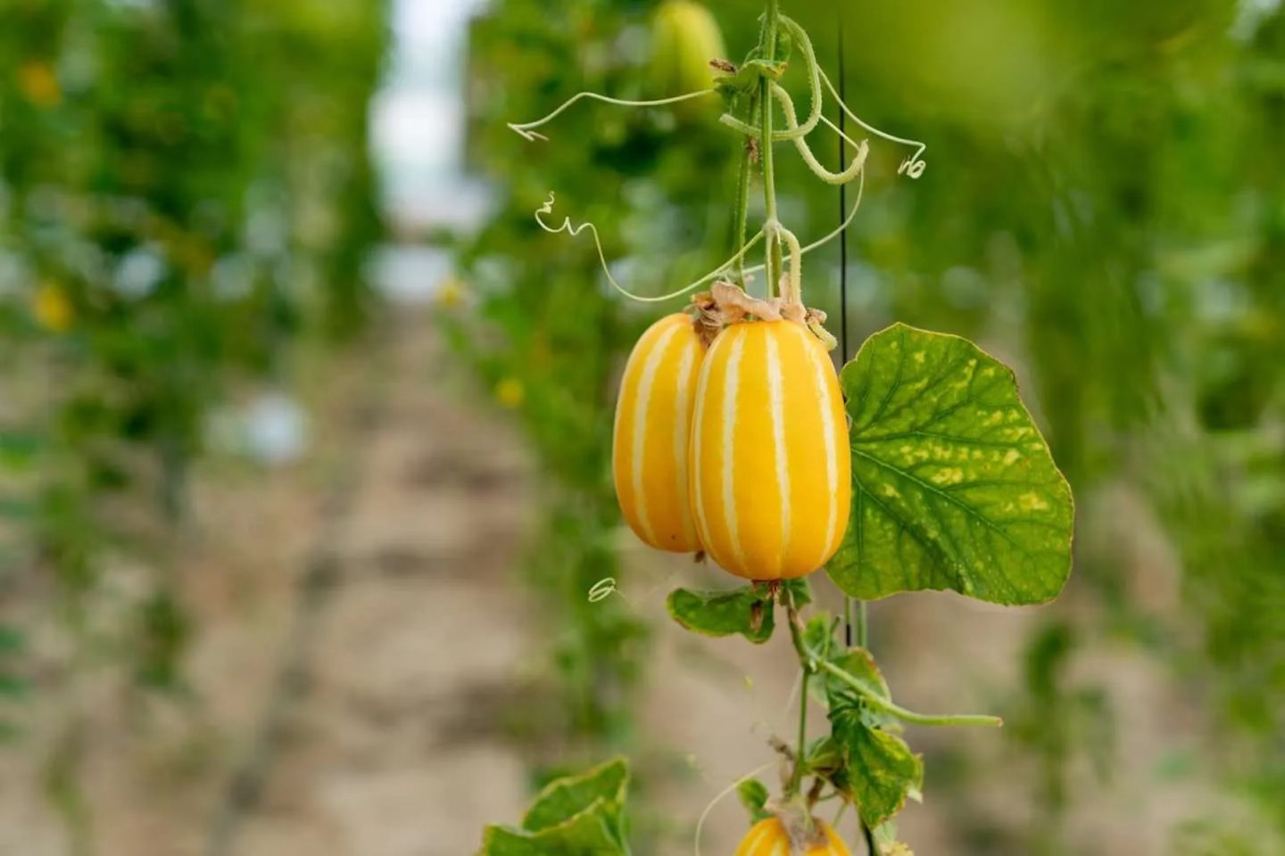 Korean Agricultural Technology and Official Seeds